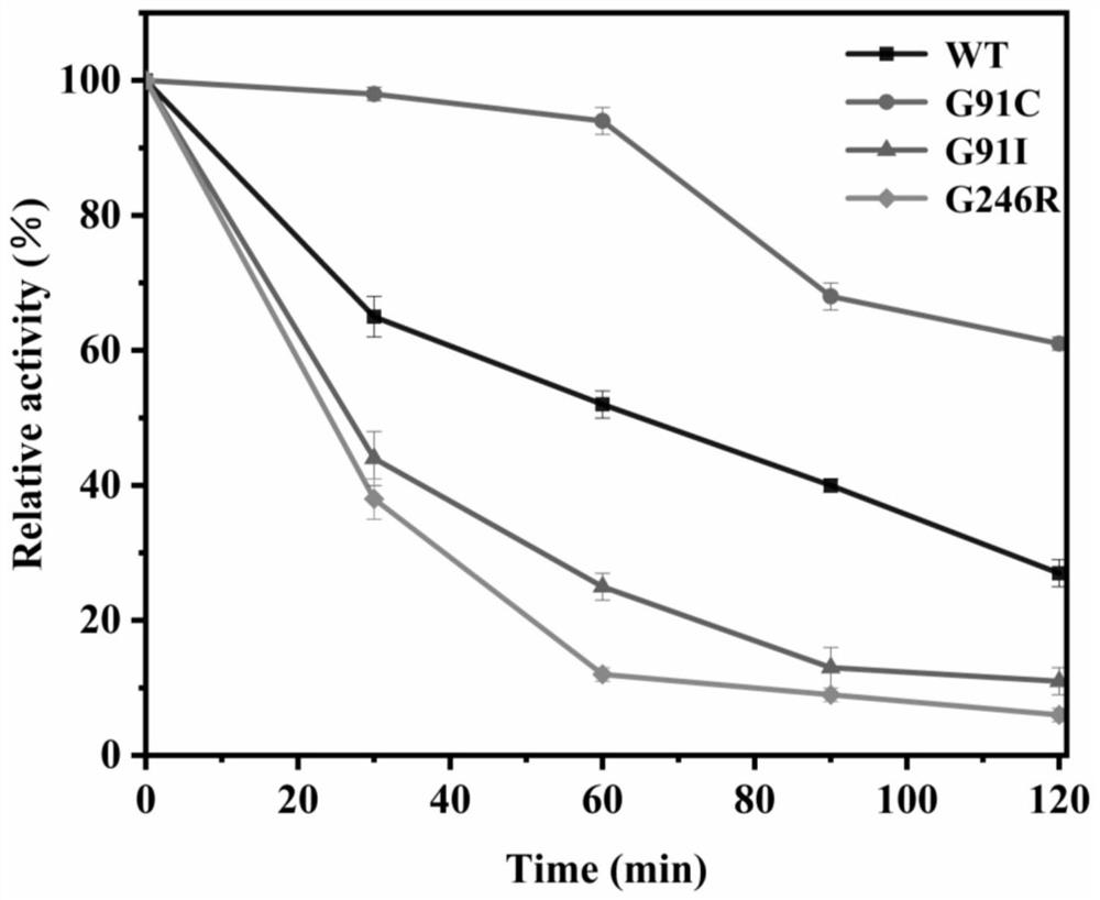 Thermomyces lanuginosus lipase mutant G91C and application thereof