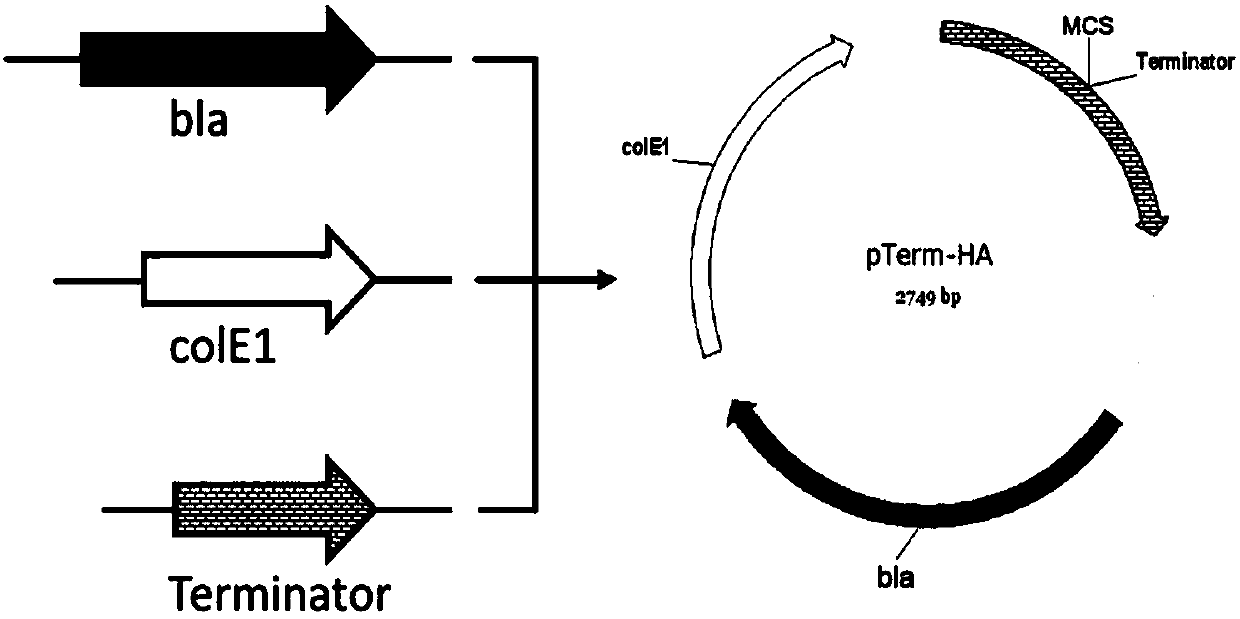 A kind of high copy pterm plasmid and its construction method and application