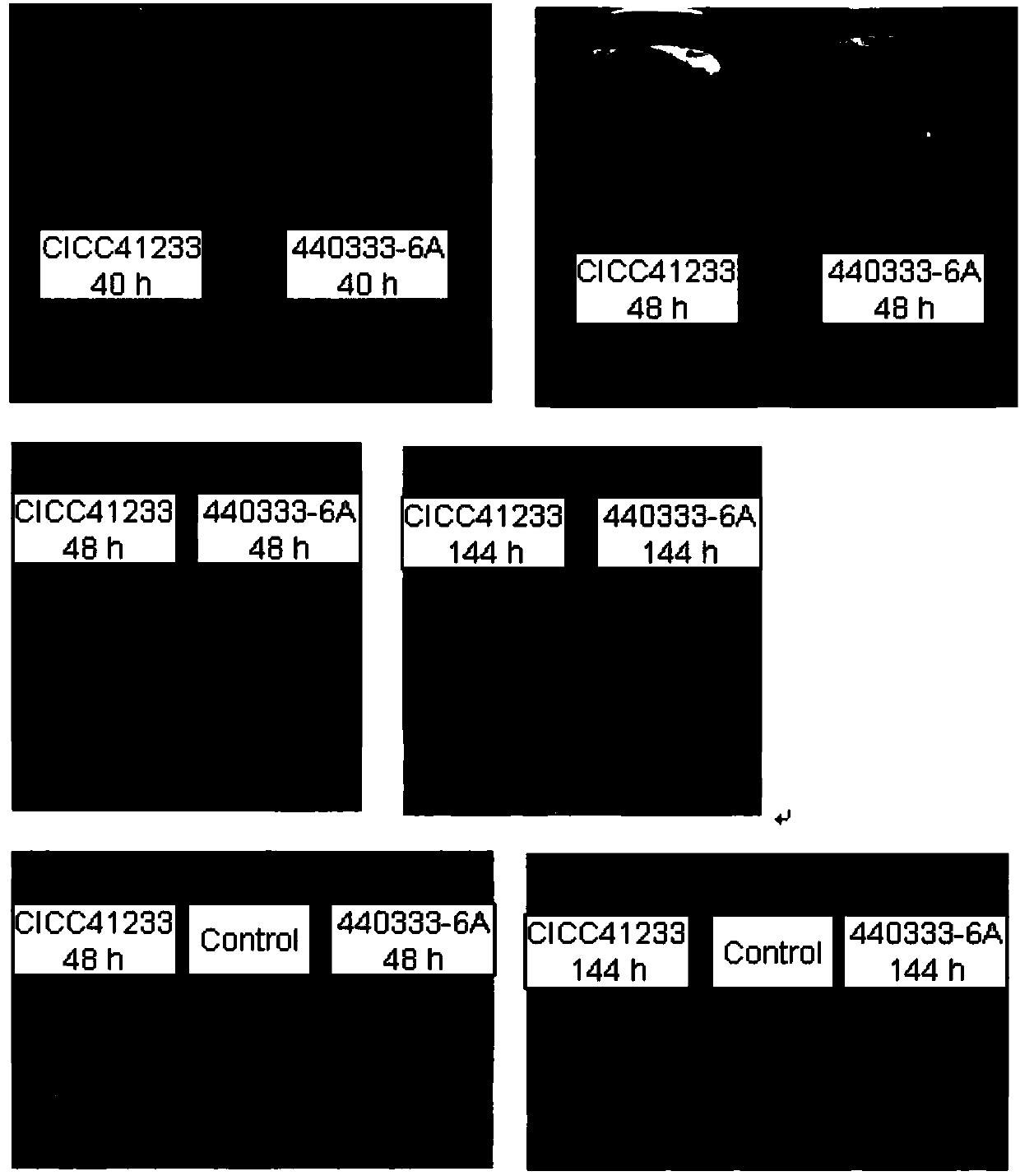 Red monascus alpha-amylase gene as well as preparation method and application thereof