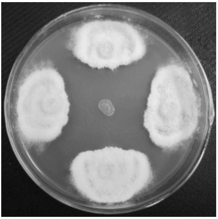 Streptomyces having inhibitory effect on phytophthorasojae root rot fungi, biocontrol preparation and preparation method of biocontrol preparation