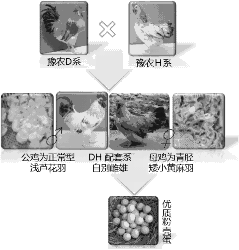 Feather color automatic sexing hen mating strain and hen mating strain four-strain-three-purpose mating using method