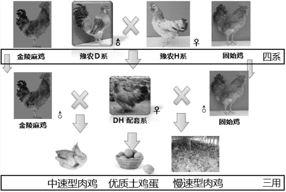 Feather color automatic sexing hen mating strain and hen mating strain four-strain-three-purpose mating using method