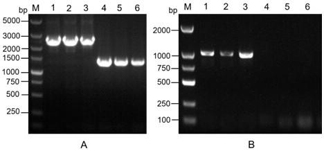 Bacillus thuringiensis with high insecticidal performance and environmental friendliness and application thereof