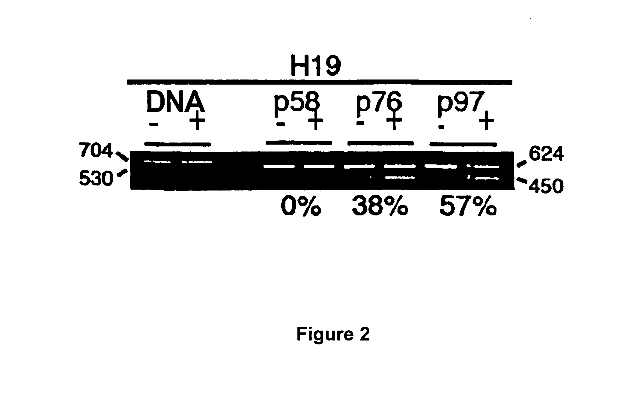 Non-human primate embryonic stem and germ cells: methods of use and methods of making same