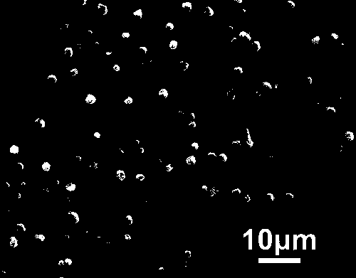 An electrochemical working electrode for sensing tyrosine