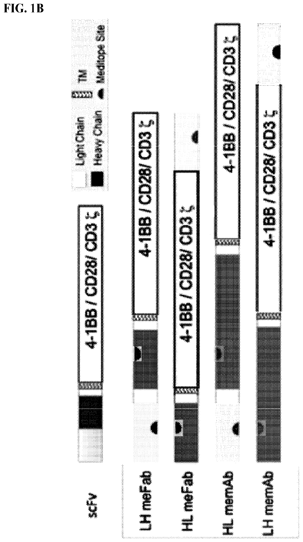 Use of endogenous viral vaccine in chimeric antigen receptor T cell therapy