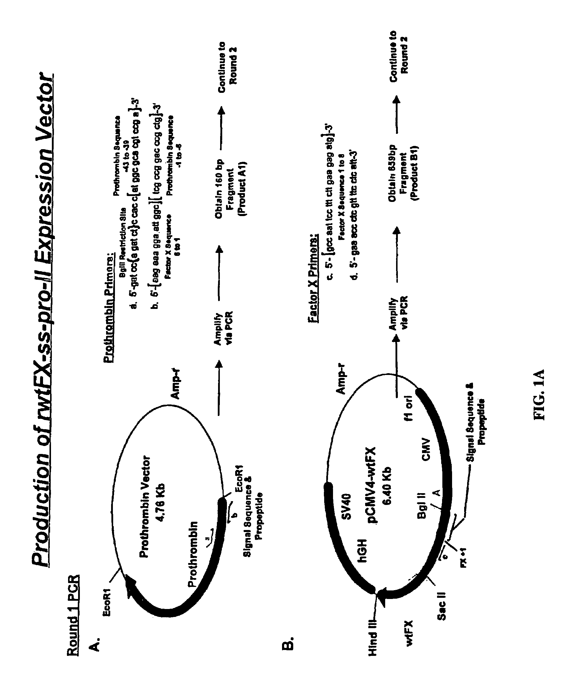 Enhanced gamma-carboxylation of recombinant vitamin K-dependent clotting factor