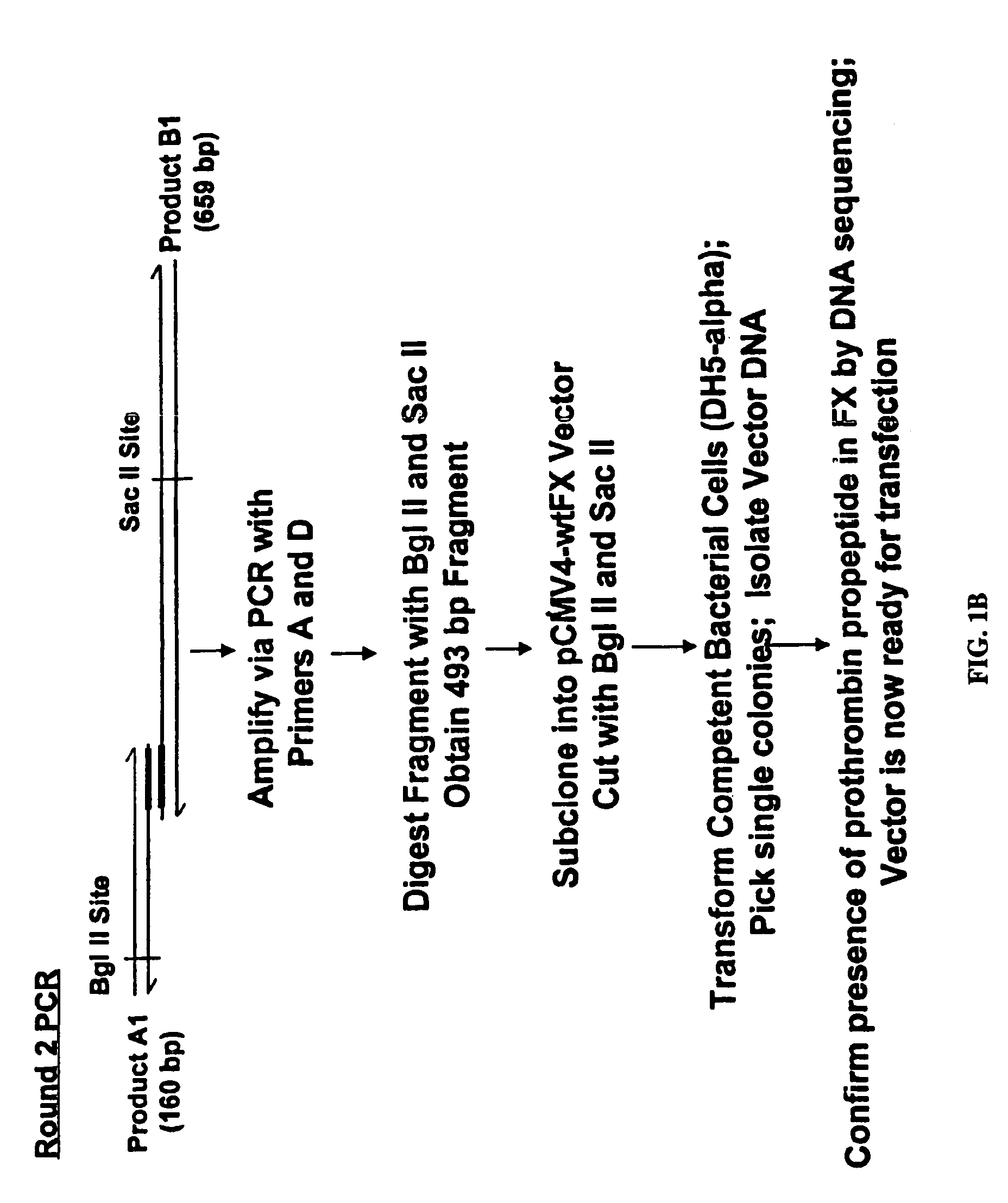 Enhanced gamma-carboxylation of recombinant vitamin K-dependent clotting factor