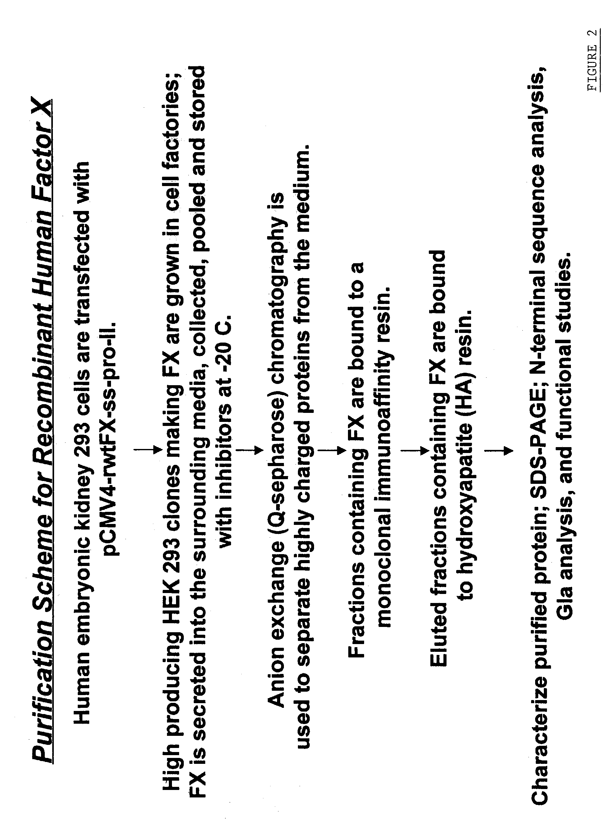 Enhanced gamma-carboxylation of recombinant vitamin K-dependent clotting factor