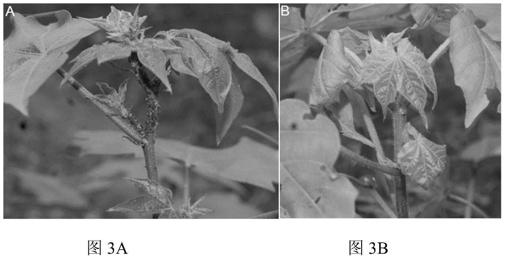 Bacillus thuringiensis vegetative insecticidal protein Vip3AfAa and coding gene thereof, and their applications