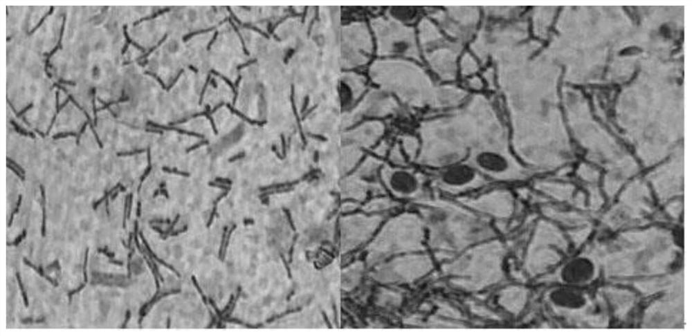 Seed culture medium for improving apramycin fermentation unit and application thereof