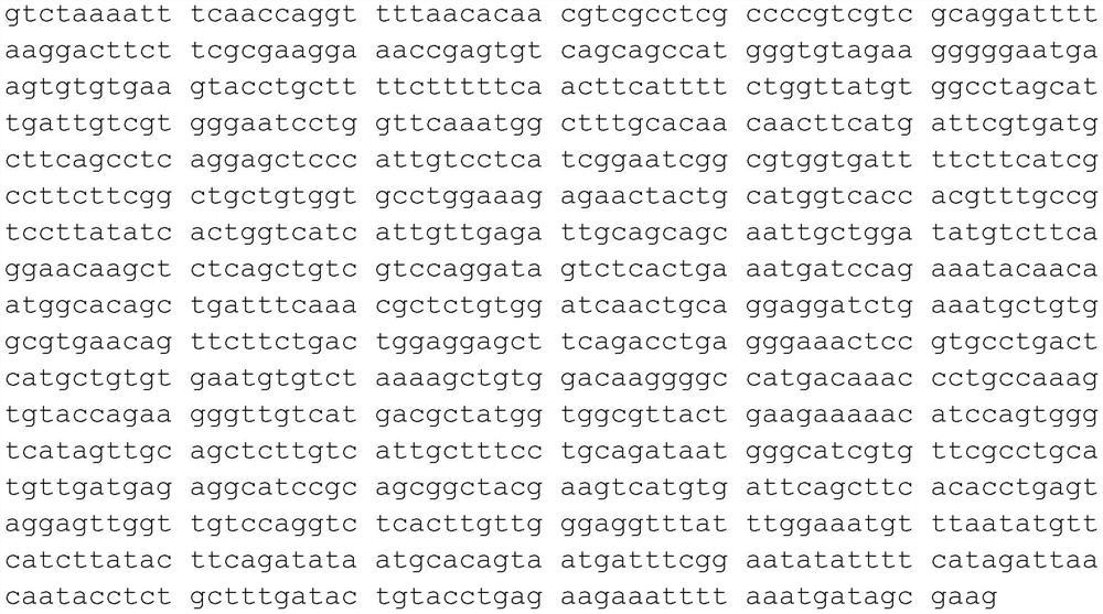 Perch immunity-related SNP site and application thereof in breeding