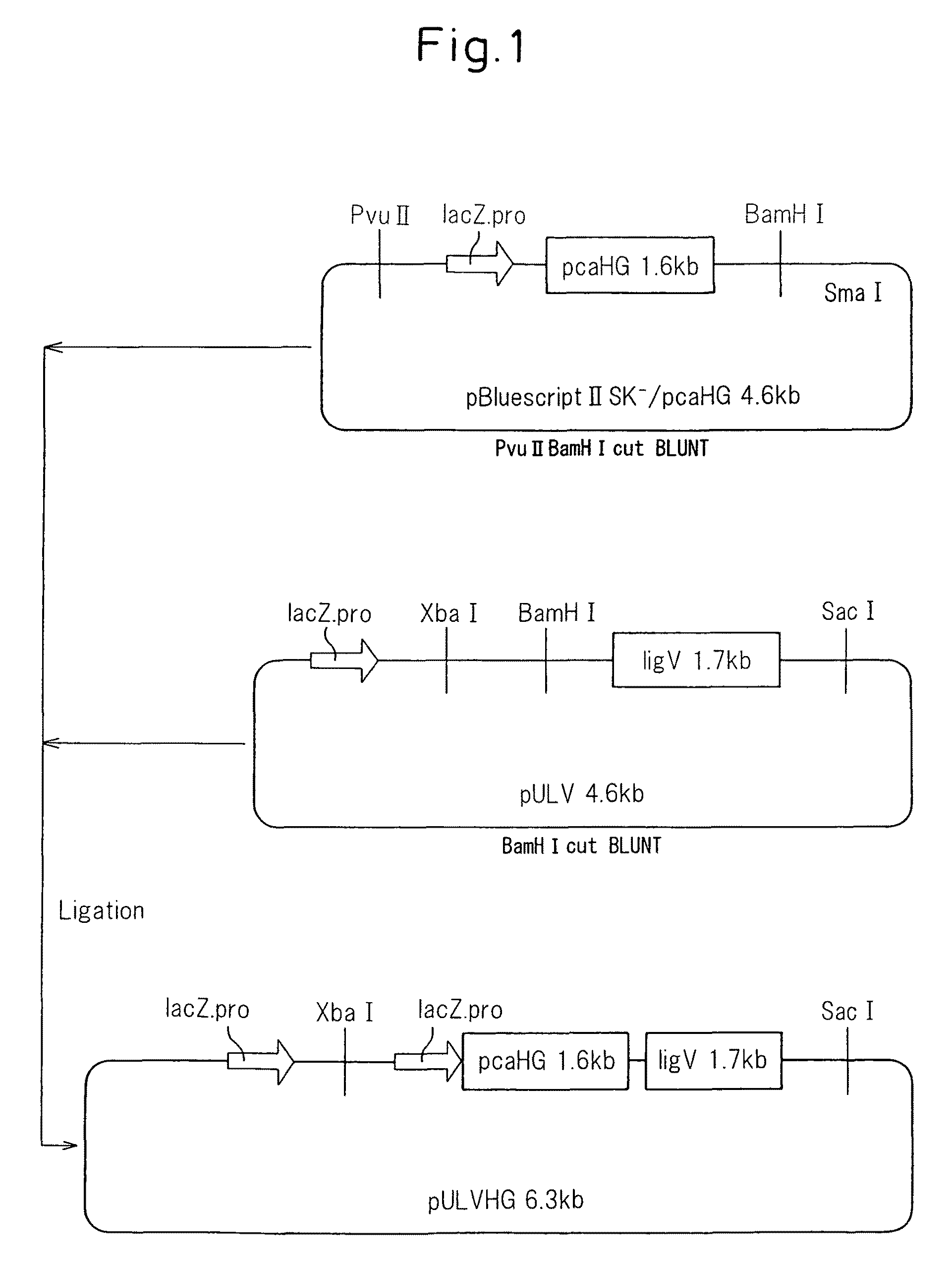 Plasmid, transformants and process for production of 3- carboxymuconolactone