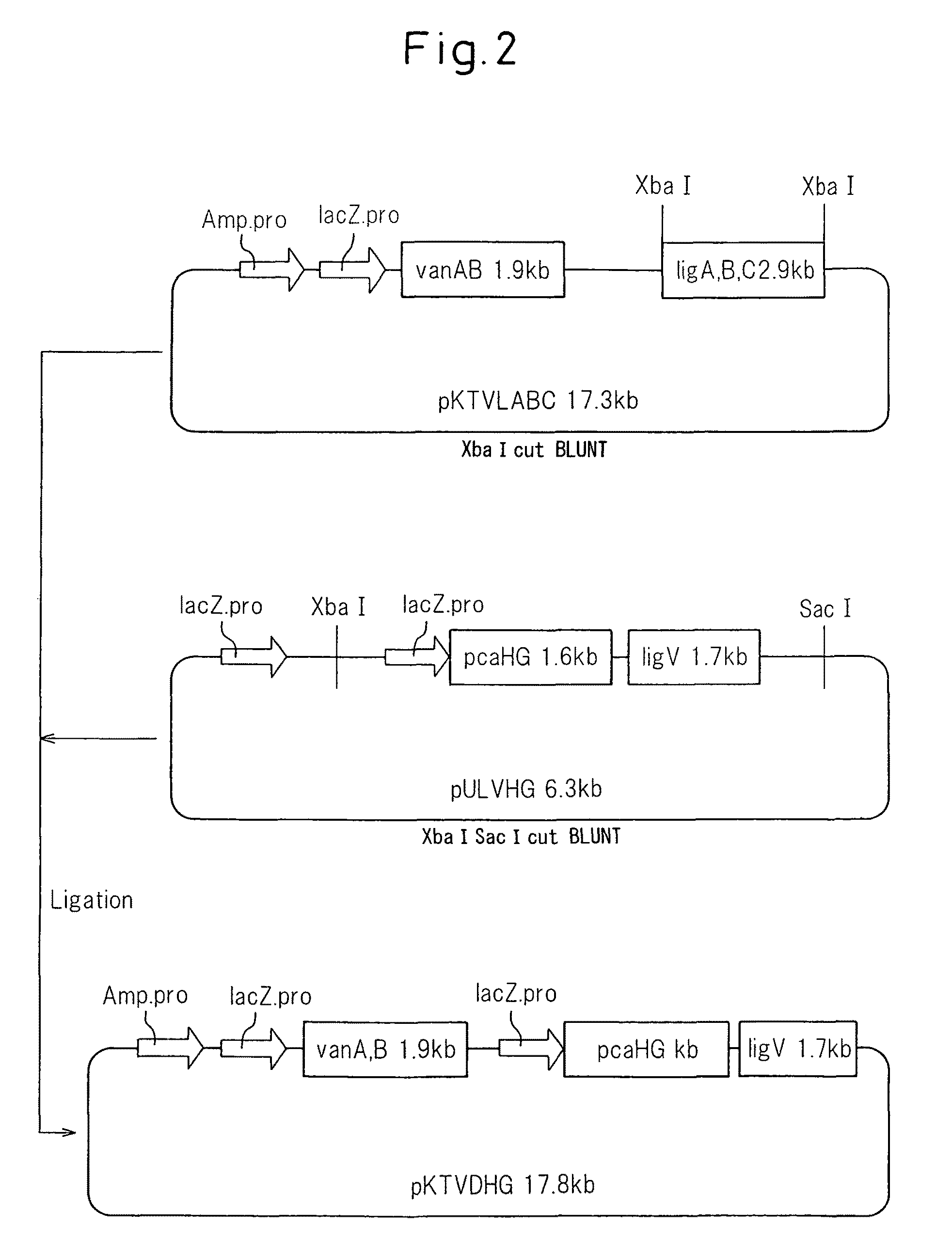 Plasmid, transformants and process for production of 3- carboxymuconolactone