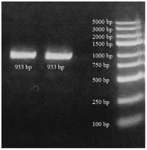 Bambusa multiplex transcription factor BmbZIP62 gene and application thereof