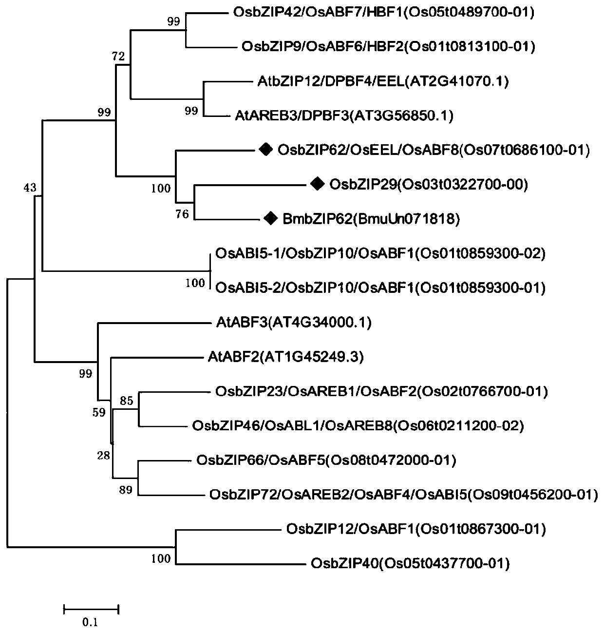 Bambusa multiplex transcription factor BmbZIP62 gene and application thereof