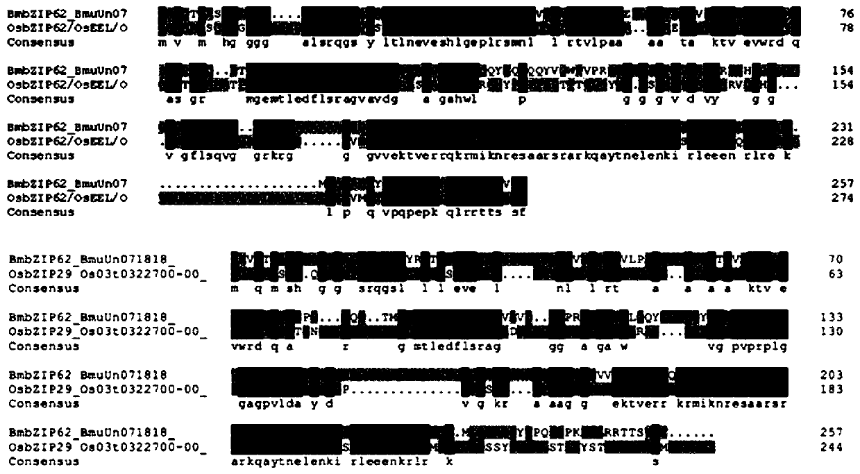 Bambusa multiplex transcription factor BmbZIP62 gene and application thereof