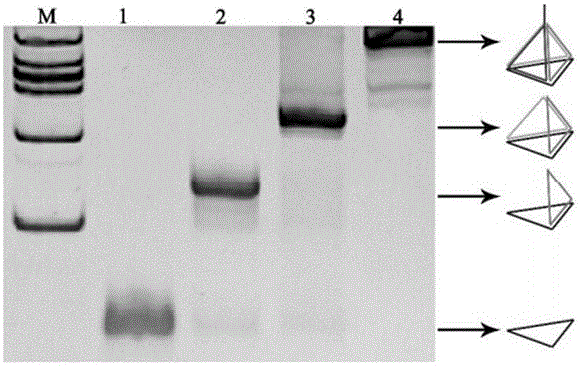 A method for phase inversion of hydrophobic nanoparticles using DNA nanostructures