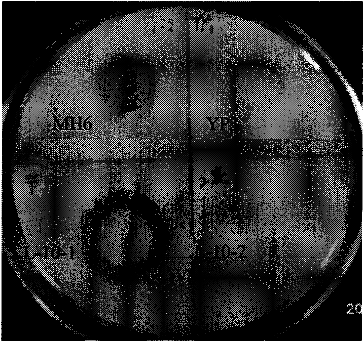 Organic solvent tolerant protease and producing strain thereof