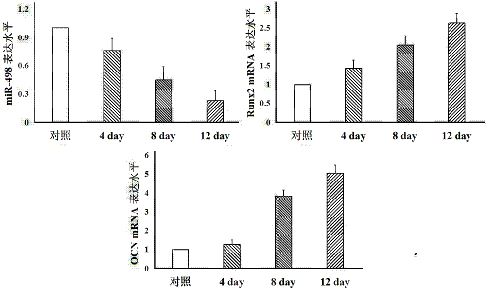 Applications of non-coding RNA target and inhibitor thereof in preparing medicines capable of promoting osteogenic differentiation of mesenchymal stem cells