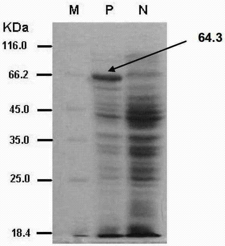 A kind of Antarctic ice alga cpd photorepair enzyme, its coding gene and expression vector and the application of the enzyme