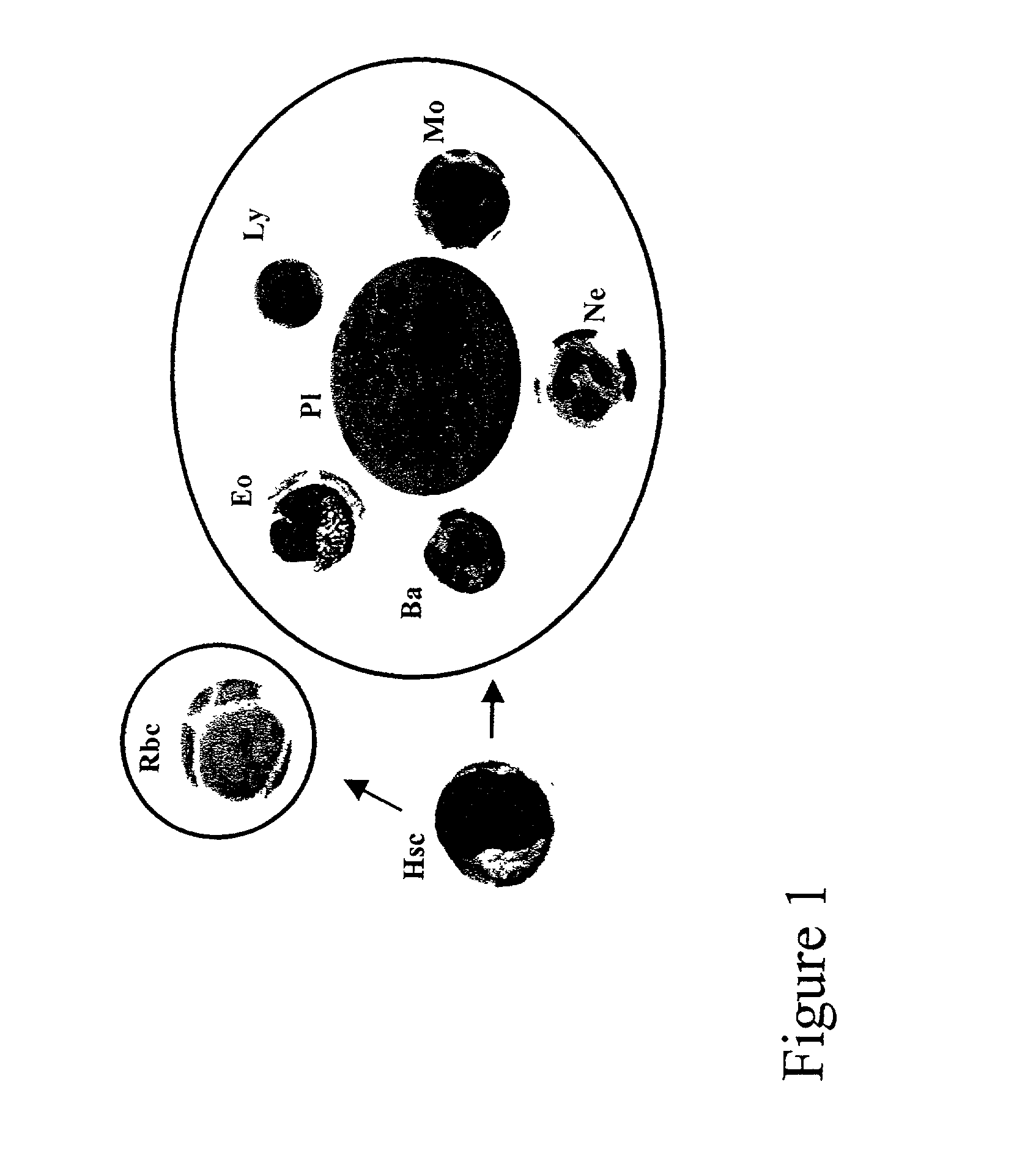 Method of preparing an undifferentiated cell