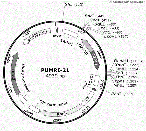 Brewing yeast integrated expression vector with recyclable selective marker and construction method thereof