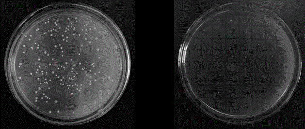 Brewing yeast integrated expression vector with recyclable selective marker and construction method thereof