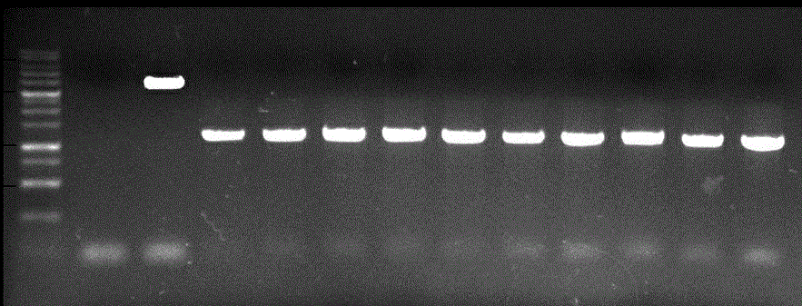 Brewing yeast integrated expression vector with recyclable selective marker and construction method thereof