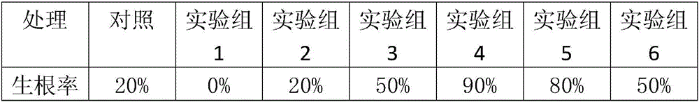 Method for quickly culturing seedlings of ternstroemia gymnanthera