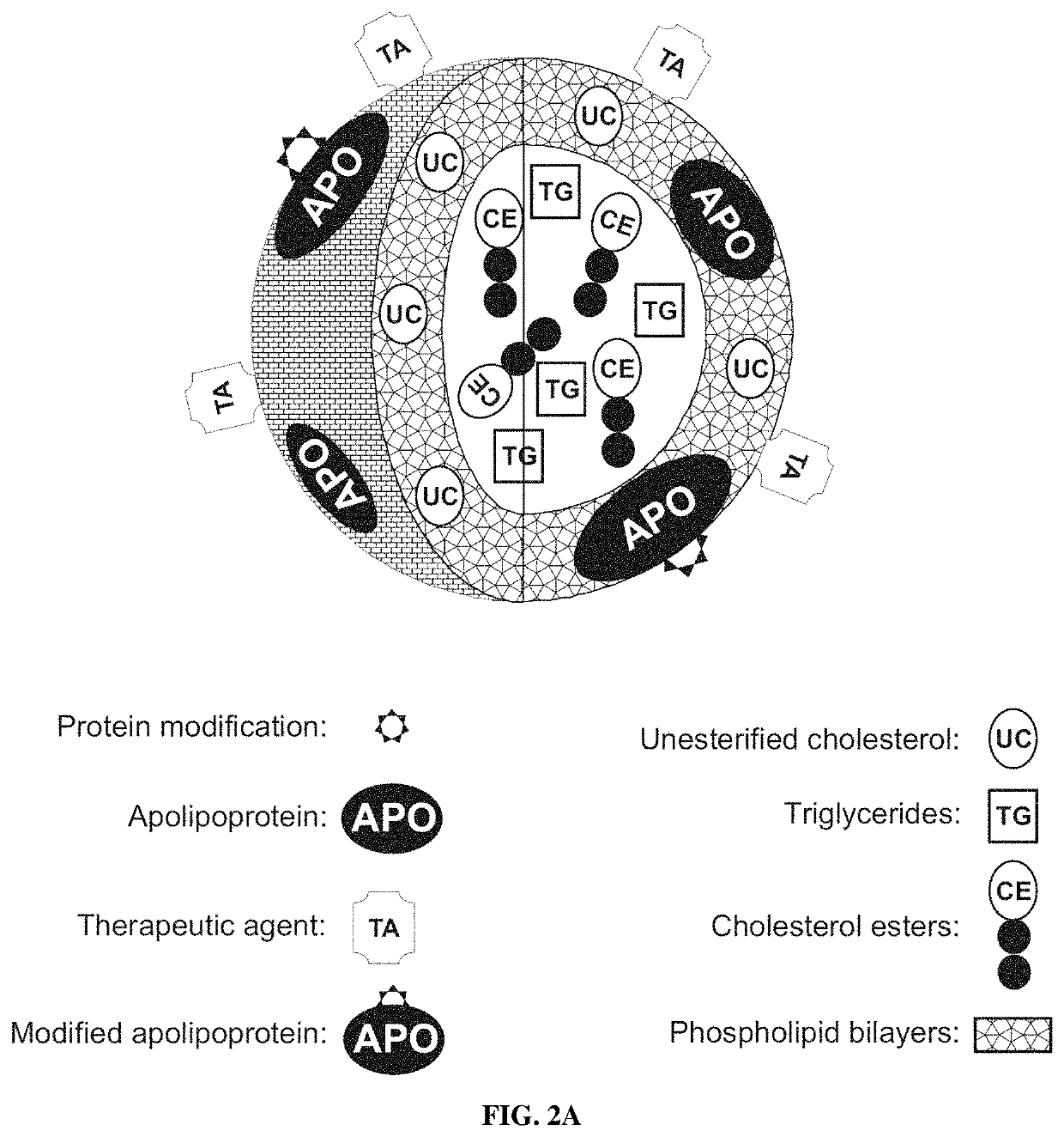 Methods and compositions for targeted delivery of protein fragments