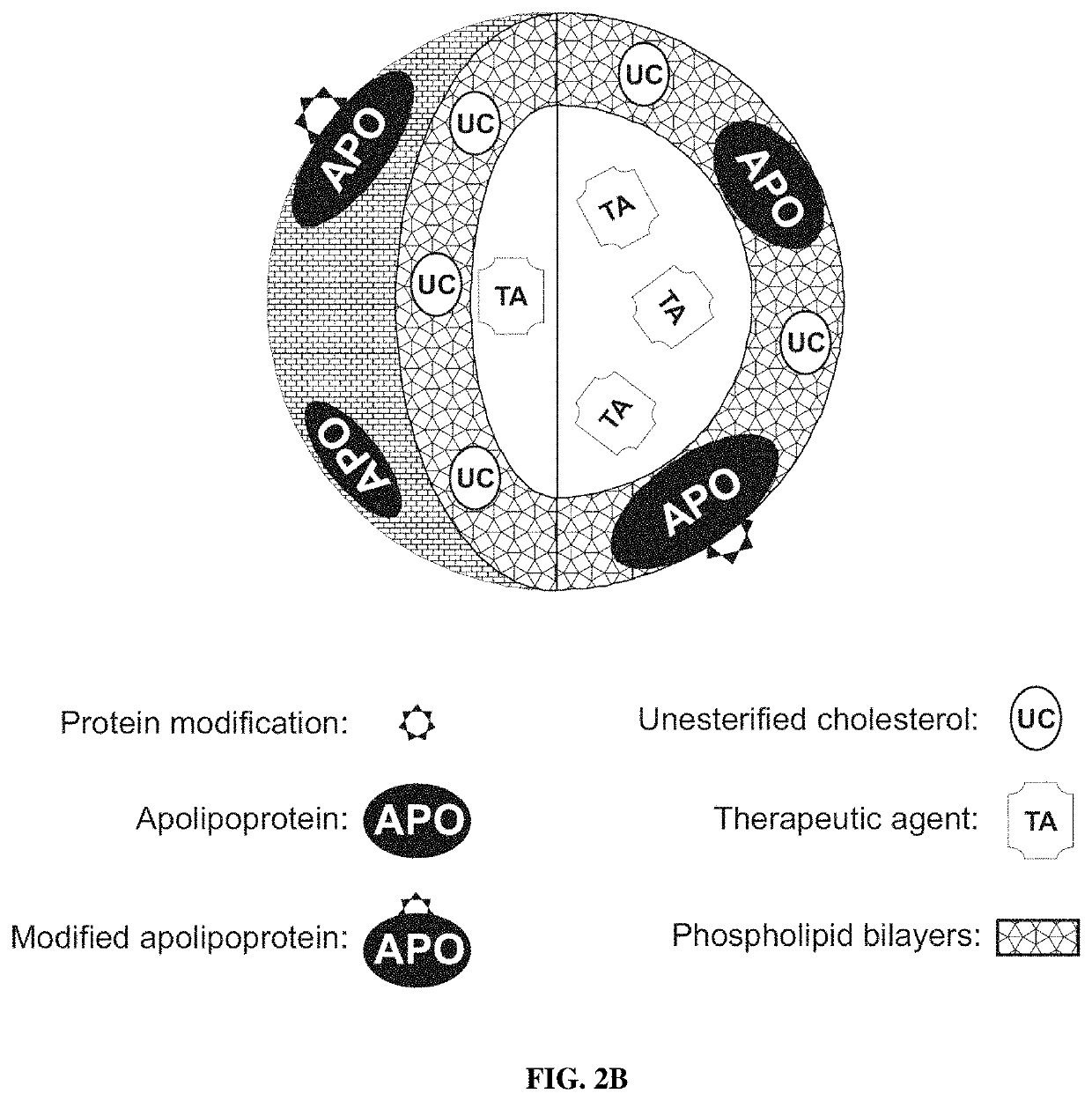 Methods and compositions for targeted delivery of protein fragments