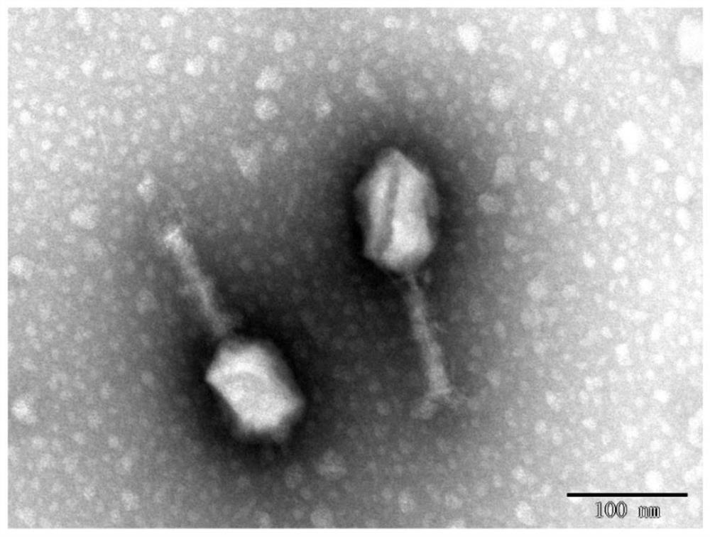 Endolytic enzyme and perforin composition for resisting colibacteriophage expression as well as preparation method and application thereof