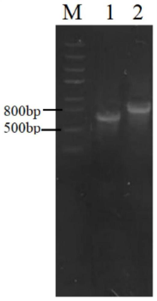 Endolytic enzyme and perforin composition for resisting colibacteriophage expression as well as preparation method and application thereof