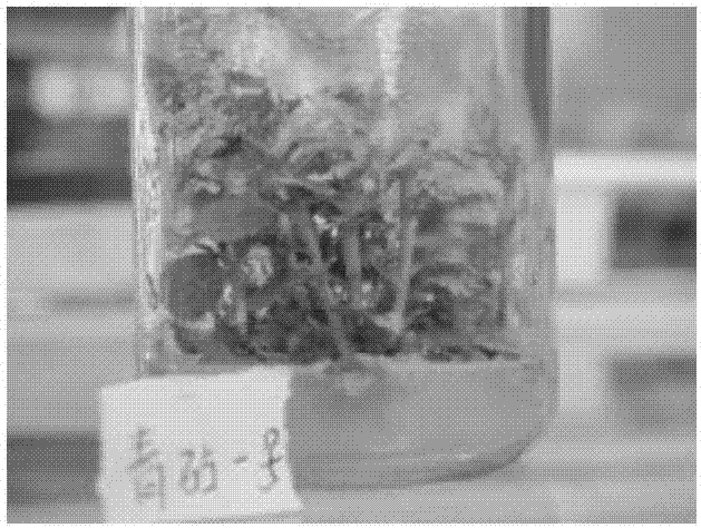 High-efficiency tissue culturing and rapid propagating method of apple stock Qingzhen 1 seed tree