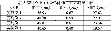 A kind of water culture seedling planting method of fragrant leaf tree