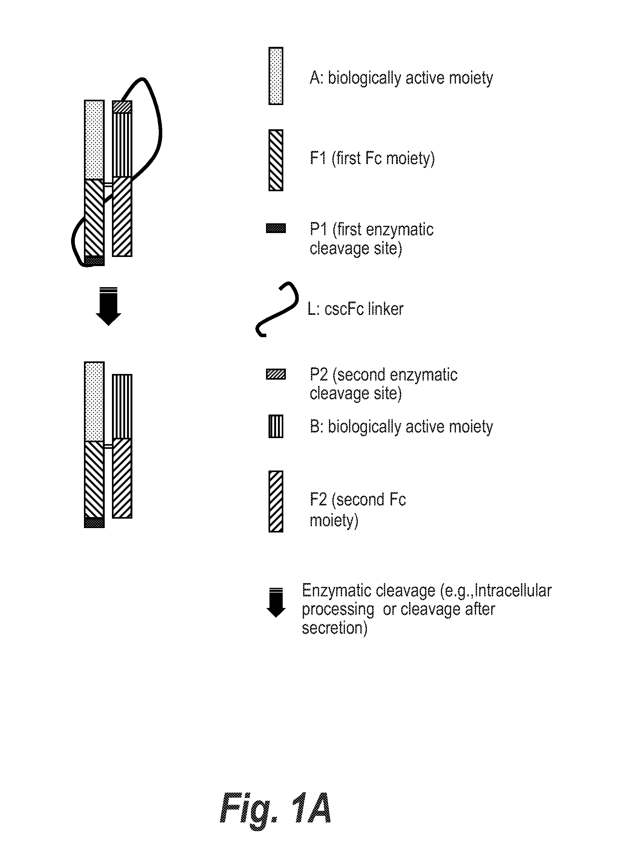 Processable Single Chain Molecules and Polypeptides Made Using Same