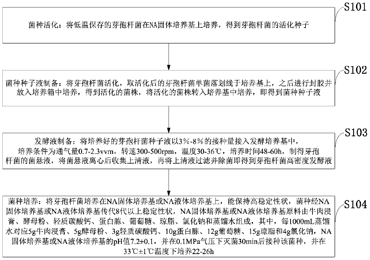 Bacillus megaterium strain, and preparation method and application thereof