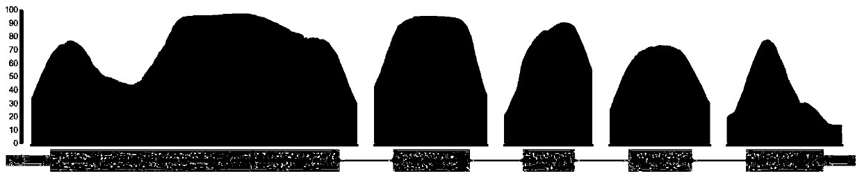 sgRNA guide sequence of specific targeting mouse Tyr gene and application thereof