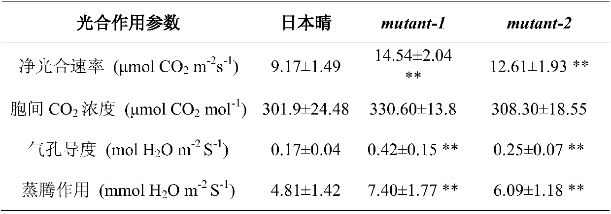 Gene for high photosynthetic efficiency of paddy rice and application of gene