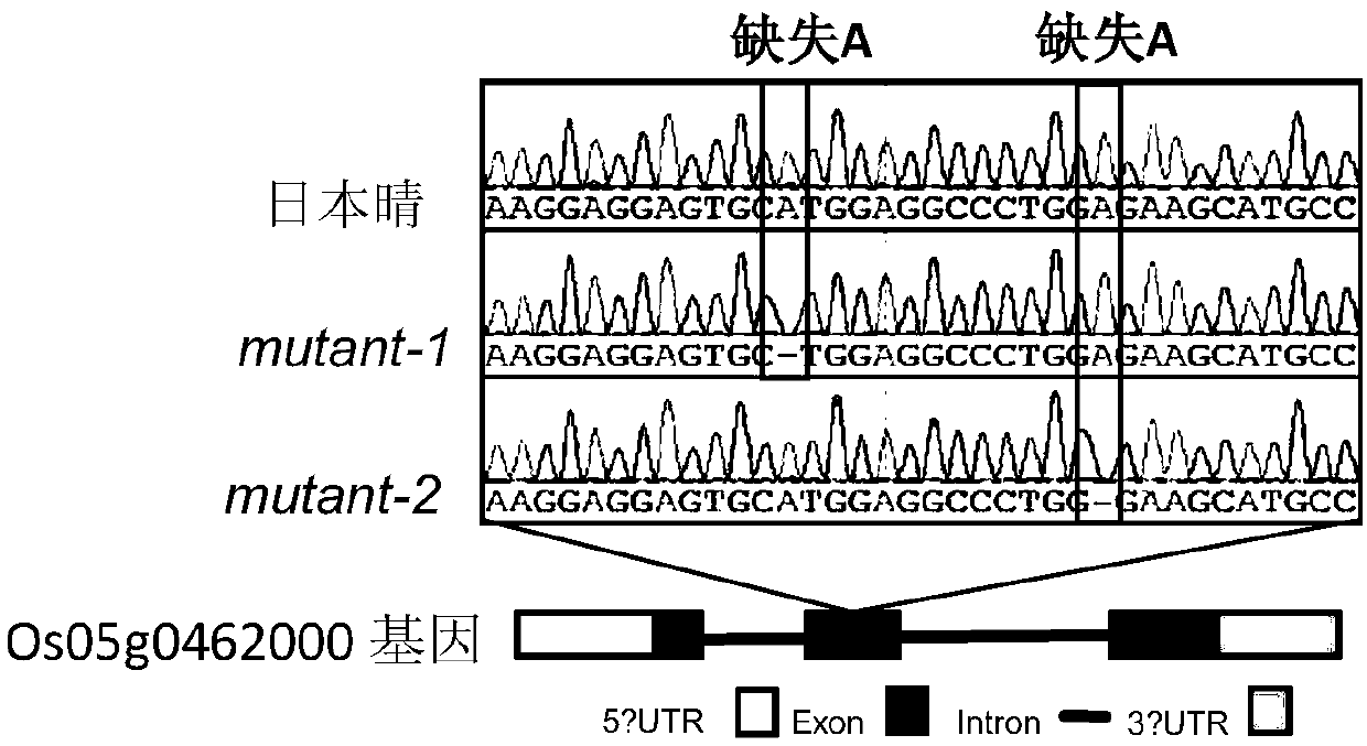 Gene for high photosynthetic efficiency of paddy rice and application of gene