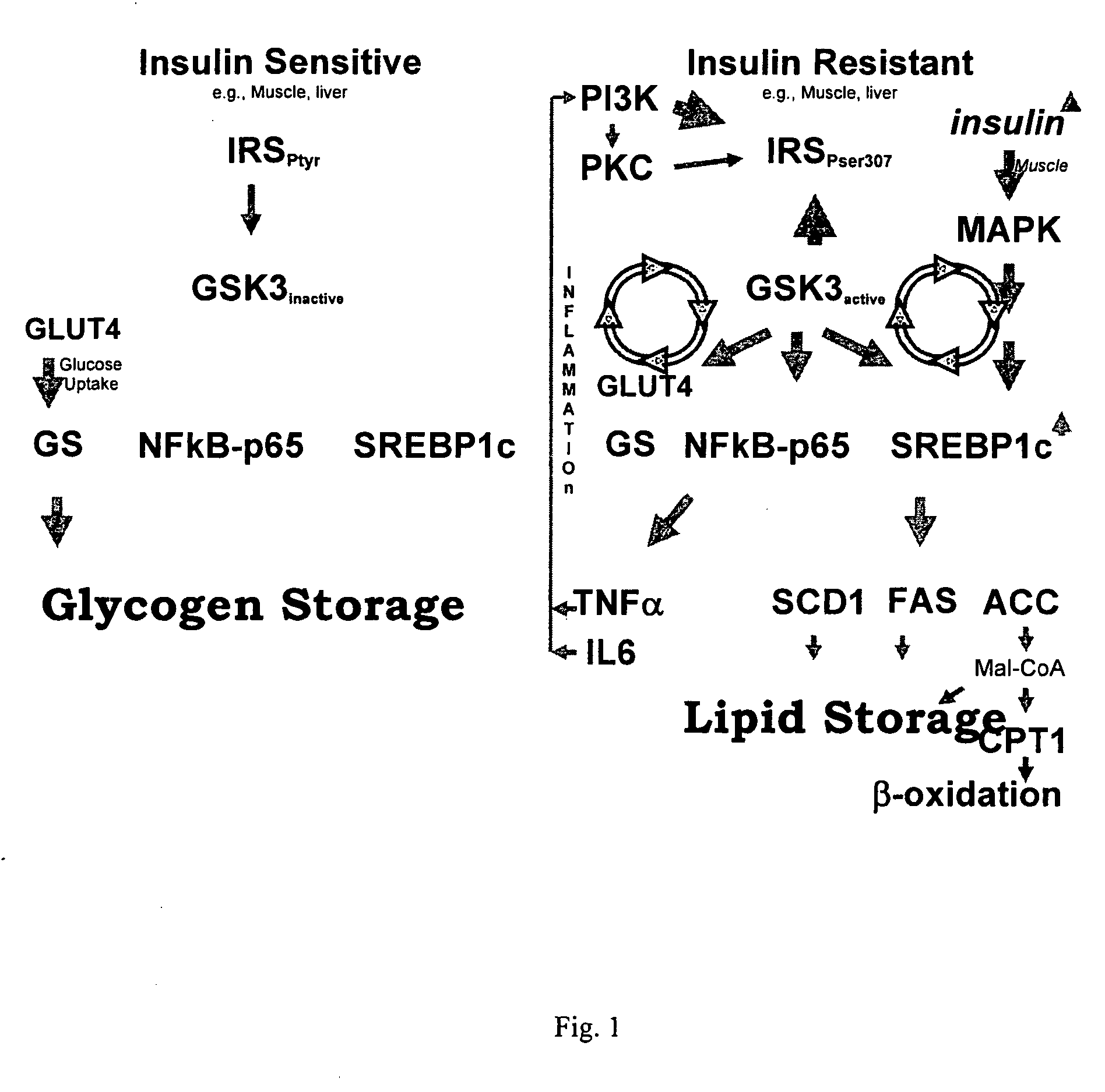 Protein kinase modulation by hops and Acacia products