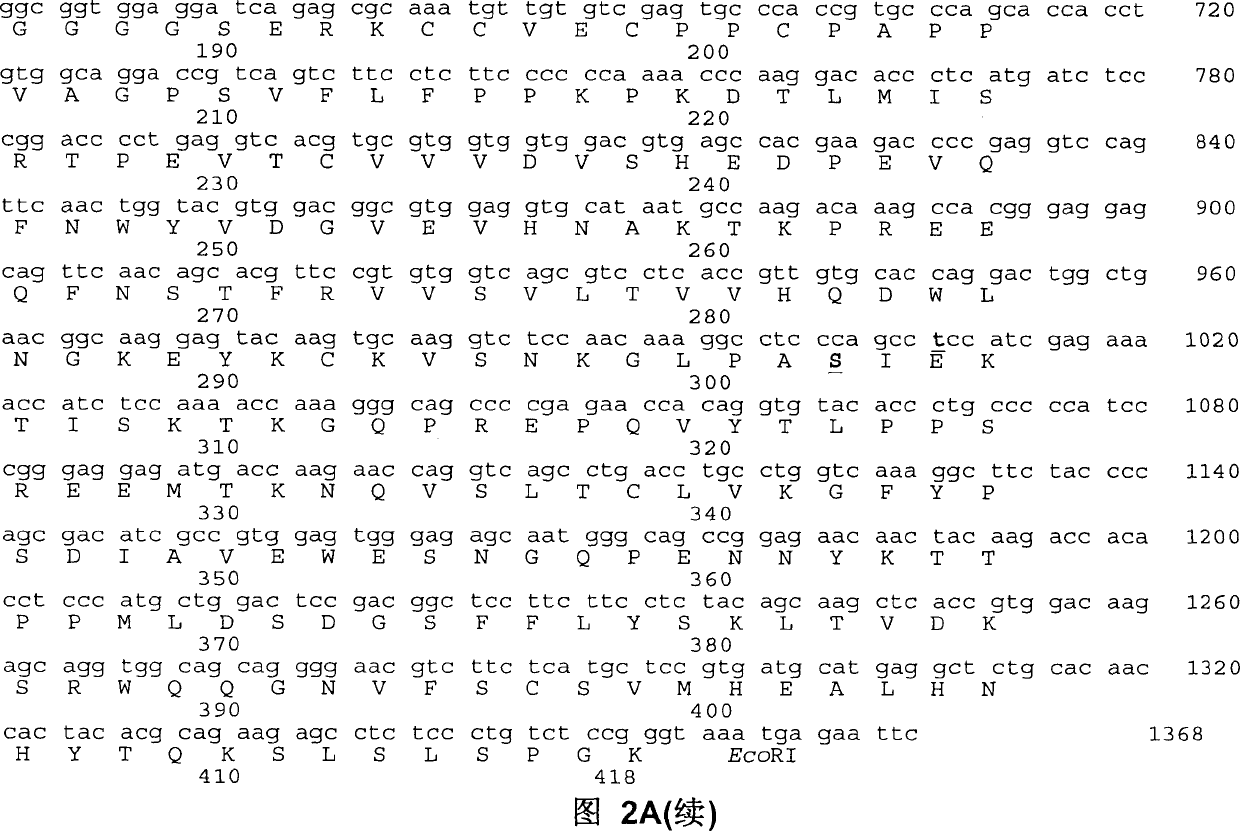 Fc fusion protein of human granulocyte colony stimulin with enhanced bioactivity