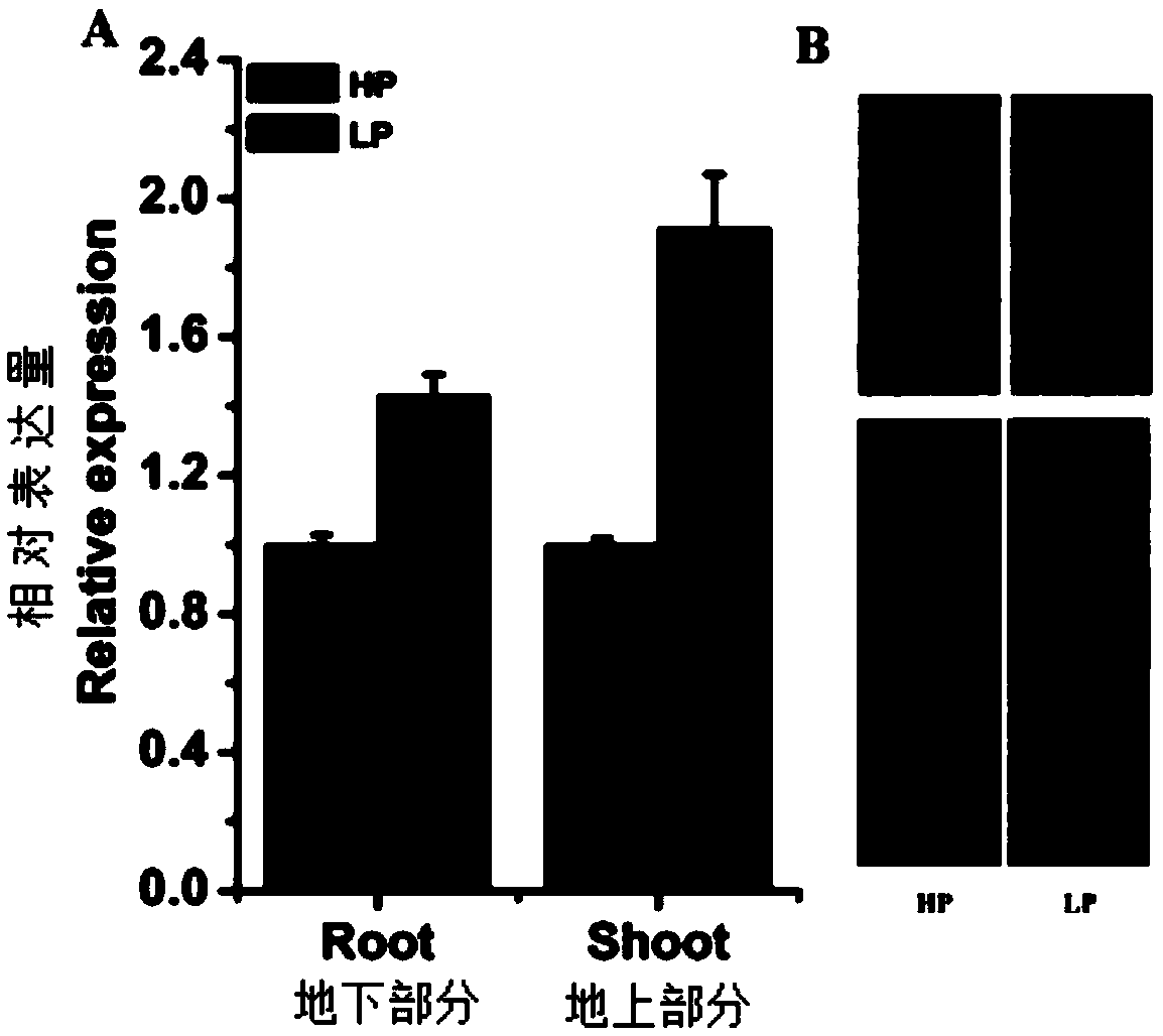 Application of rice cell cycle protein OsCYCP4;1 and method for improving deficient phosphorus stress resistance of rice