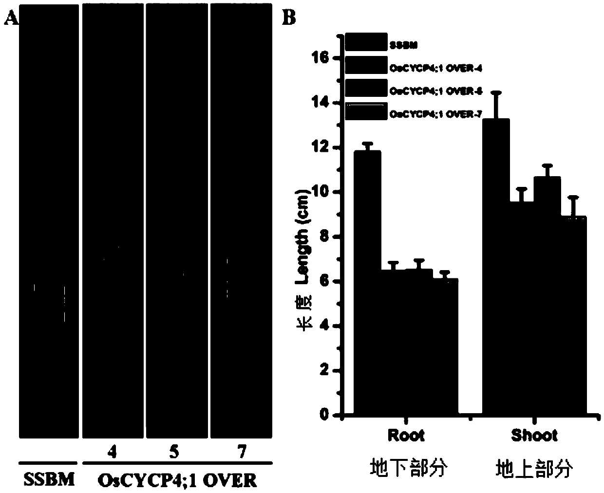 Application of rice cell cycle protein OsCYCP4;1 and method for improving deficient phosphorus stress resistance of rice