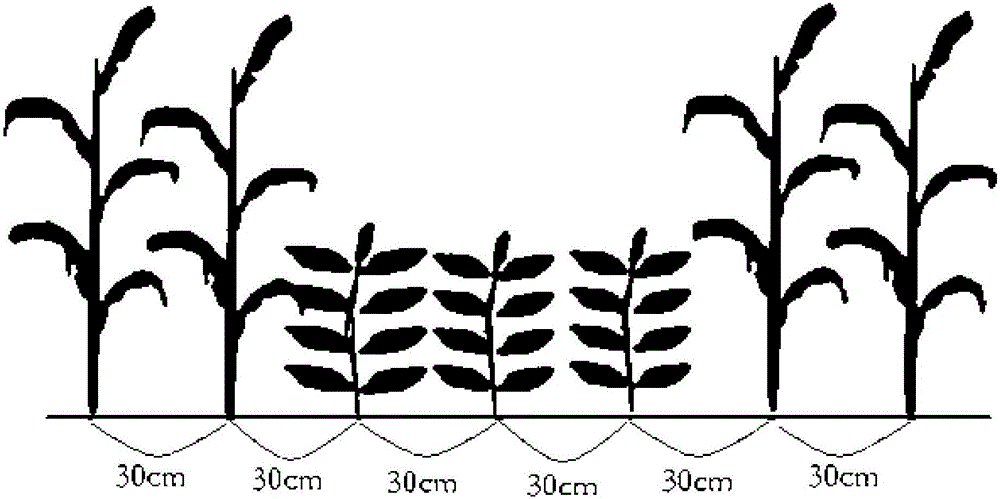 Corn and soybean narrow strip channel intercropping planting method