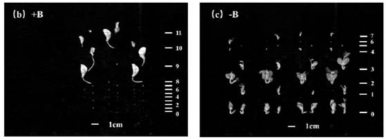 Method for evaluating growth condition of peas