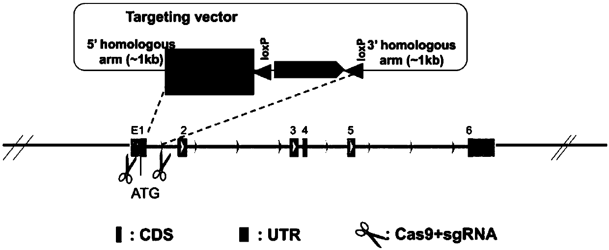 Genetic engineering cell strain of obesity-resistant medicine target point UCP1, establishing and application of high-flux medicine screening model