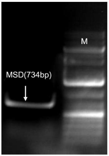 Genetic engineering cell strain of obesity-resistant medicine target point UCP1, establishing and application of high-flux medicine screening model