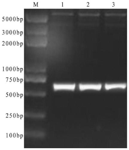 A kind of subunit vaccine for preventing type 4 avian adenovirus and its preparation method and application